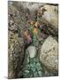 Giant Green Anemones, and Ochre Sea Stars, Exposed on Rocks, Olympic National Park, Washington, USA-Georgette Douwma-Mounted Photographic Print