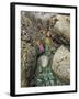 Giant Green Anemones, and Ochre Sea Stars, Exposed on Rocks, Olympic National Park, Washington, USA-Georgette Douwma-Framed Photographic Print