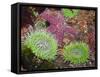 Giant Green Anemones, and Ochre Sea Stars, Olympic National Park, Washington, USA-Georgette Douwma-Framed Stretched Canvas