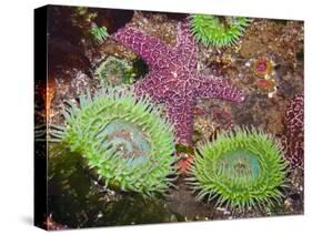 Giant Green Anemones, and Ochre Sea Stars, Olympic National Park, Washington, USA-Georgette Douwma-Stretched Canvas