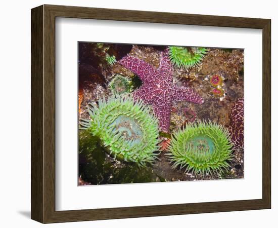 Giant Green Anemones, and Ochre Sea Stars, Olympic National Park, Washington, USA-Georgette Douwma-Framed Premium Photographic Print