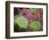 Giant Green Anemones, and Ochre Sea Stars, Olympic National Park, Washington, USA-Georgette Douwma-Framed Premium Photographic Print