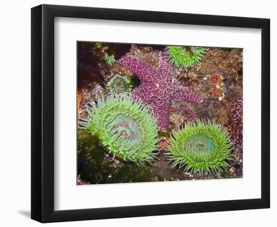 Giant Green Anemones, and Ochre Sea Stars, Olympic National Park, Washington, USA-Georgette Douwma-Framed Premium Photographic Print