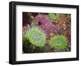 Giant Green Anemones, and Ochre Sea Stars, Olympic National Park, Washington, USA-Georgette Douwma-Framed Premium Photographic Print