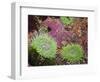 Giant Green Anemones, and Ochre Sea Stars, Olympic National Park, Washington, USA-Georgette Douwma-Framed Premium Photographic Print