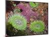 Giant Green Anemones, and Ochre Sea Stars, Olympic National Park, Washington, USA-Georgette Douwma-Mounted Premium Photographic Print