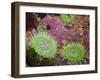 Giant Green Anemones, and Ochre Sea Stars, Olympic National Park, Washington, USA-Georgette Douwma-Framed Premium Photographic Print