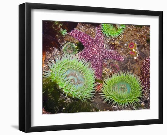 Giant Green Anemones, and Ochre Sea Stars, Olympic National Park, Washington, USA-Georgette Douwma-Framed Premium Photographic Print