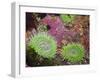 Giant Green Anemones, and Ochre Sea Stars, Olympic National Park, Washington, USA-Georgette Douwma-Framed Premium Photographic Print