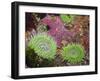 Giant Green Anemones, and Ochre Sea Stars, Olympic National Park, Washington, USA-Georgette Douwma-Framed Photographic Print