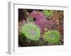 Giant Green Anemones, and Ochre Sea Stars, Olympic National Park, Washington, USA-Georgette Douwma-Framed Photographic Print