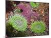 Giant Green Anemones, and Ochre Sea Stars, Olympic National Park, Washington, USA-Georgette Douwma-Mounted Photographic Print