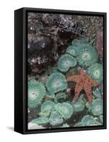Giant Green Anemones and Ochre Sea Stars, Oregon, USA-Stuart Westmoreland-Framed Stretched Canvas
