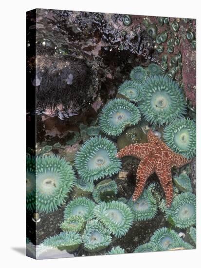 Giant Green Anemones and Ochre Sea Stars, Oregon, USA-Stuart Westmoreland-Stretched Canvas