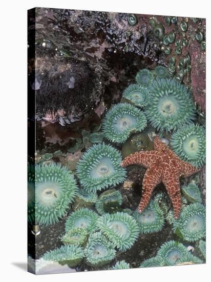 Giant Green Anemones and Ochre Sea Stars, Oregon, USA-Stuart Westmoreland-Stretched Canvas