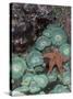 Giant Green Anemones and Ochre Sea Stars, Oregon, USA-Stuart Westmoreland-Stretched Canvas