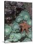 Giant Green Anemones and Ochre Sea Stars, Oregon, USA-Stuart Westmoreland-Stretched Canvas