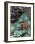 Giant Green Anemones and Ochre Sea Stars, Oregon, USA-Stuart Westmoreland-Framed Photographic Print