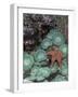 Giant Green Anemones and Ochre Sea Stars, Oregon, USA-Stuart Westmoreland-Framed Photographic Print