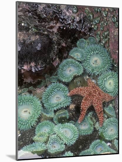 Giant Green Anemones and Ochre Sea Stars, Oregon, USA-Stuart Westmoreland-Mounted Photographic Print