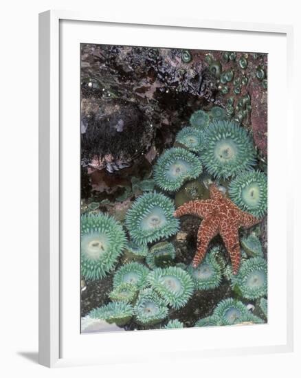 Giant Green Anemones and Ochre Sea Stars, Oregon, USA-Stuart Westmoreland-Framed Photographic Print