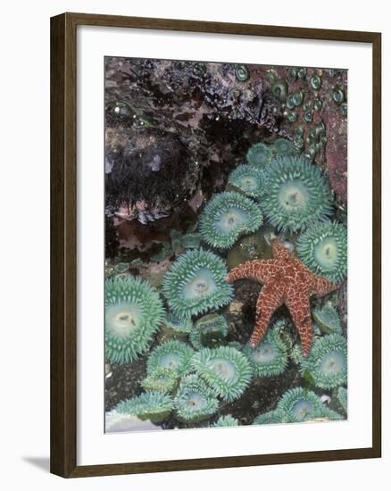 Giant Green Anemones and Ochre Sea Stars, Oregon, USA-Stuart Westmoreland-Framed Photographic Print