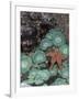 Giant Green Anemones and Ochre Sea Stars, Oregon, USA-Stuart Westmoreland-Framed Photographic Print