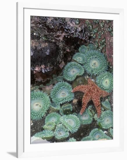Giant Green Anemones and Ochre Sea Stars, Oregon, USA-Stuart Westmoreland-Framed Photographic Print