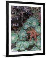 Giant Green Anemones and Ochre Sea Stars, Oregon, USA-Stuart Westmoreland-Framed Photographic Print