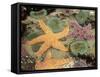 Giant Green Anemones and Ochre Sea Stars-Stuart Westmoreland-Framed Stretched Canvas