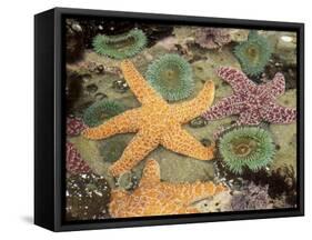 Giant Green Anemones and Ochre Sea Stars-Stuart Westmoreland-Framed Stretched Canvas