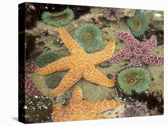 Giant Green Anemones and Ochre Sea Stars-Stuart Westmoreland-Stretched Canvas