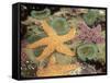 Giant Green Anemones and Ochre Sea Stars-Stuart Westmoreland-Framed Stretched Canvas