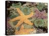 Giant Green Anemones and Ochre Sea Stars-Stuart Westmoreland-Stretched Canvas