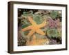 Giant Green Anemones and Ochre Sea Stars-Stuart Westmoreland-Framed Photographic Print