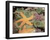 Giant Green Anemones and Ochre Sea Stars-Stuart Westmoreland-Framed Photographic Print