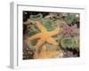 Giant Green Anemones and Ochre Sea Stars-Stuart Westmoreland-Framed Photographic Print