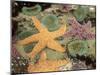 Giant Green Anemones and Ochre Sea Stars-Stuart Westmoreland-Mounted Photographic Print