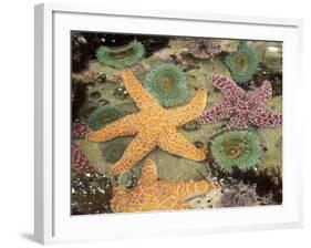 Giant Green Anemones and Ochre Sea Stars-Stuart Westmoreland-Framed Photographic Print