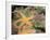 Giant Green Anemones and Ochre Sea Stars-Stuart Westmoreland-Framed Photographic Print