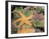 Giant Green Anemones and Ochre Sea Stars-Stuart Westmoreland-Framed Photographic Print