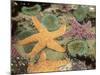 Giant Green Anemones and Ochre Sea Stars-Stuart Westmoreland-Mounted Photographic Print