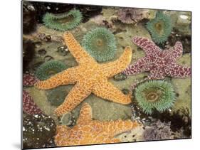 Giant Green Anemones and Ochre Sea Stars-Stuart Westmoreland-Mounted Photographic Print