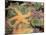 Giant Green Anemones and Ochre Sea Stars-Stuart Westmoreland-Mounted Photographic Print