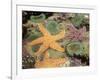 Giant Green Anemones and Ochre Sea Stars-Stuart Westmoreland-Framed Photographic Print