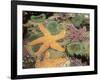 Giant Green Anemones and Ochre Sea Stars-Stuart Westmoreland-Framed Photographic Print