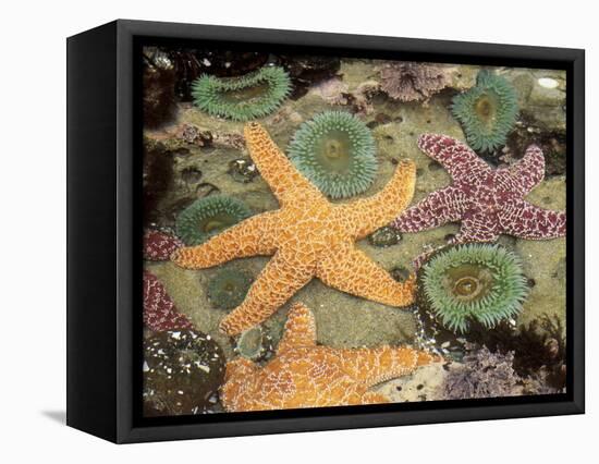 Giant Green Anemones and Ochre Sea Stars-Stuart Westmoreland-Framed Stretched Canvas