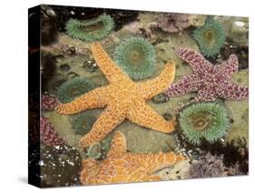 Giant Green Anemones and Ochre Sea Stars-Stuart Westmoreland-Stretched Canvas