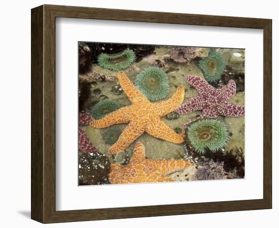 Giant Green Anemones and Ochre Sea Stars-Stuart Westmoreland-Framed Photographic Print