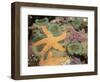 Giant Green Anemones and Ochre Sea Stars-Stuart Westmoreland-Framed Photographic Print